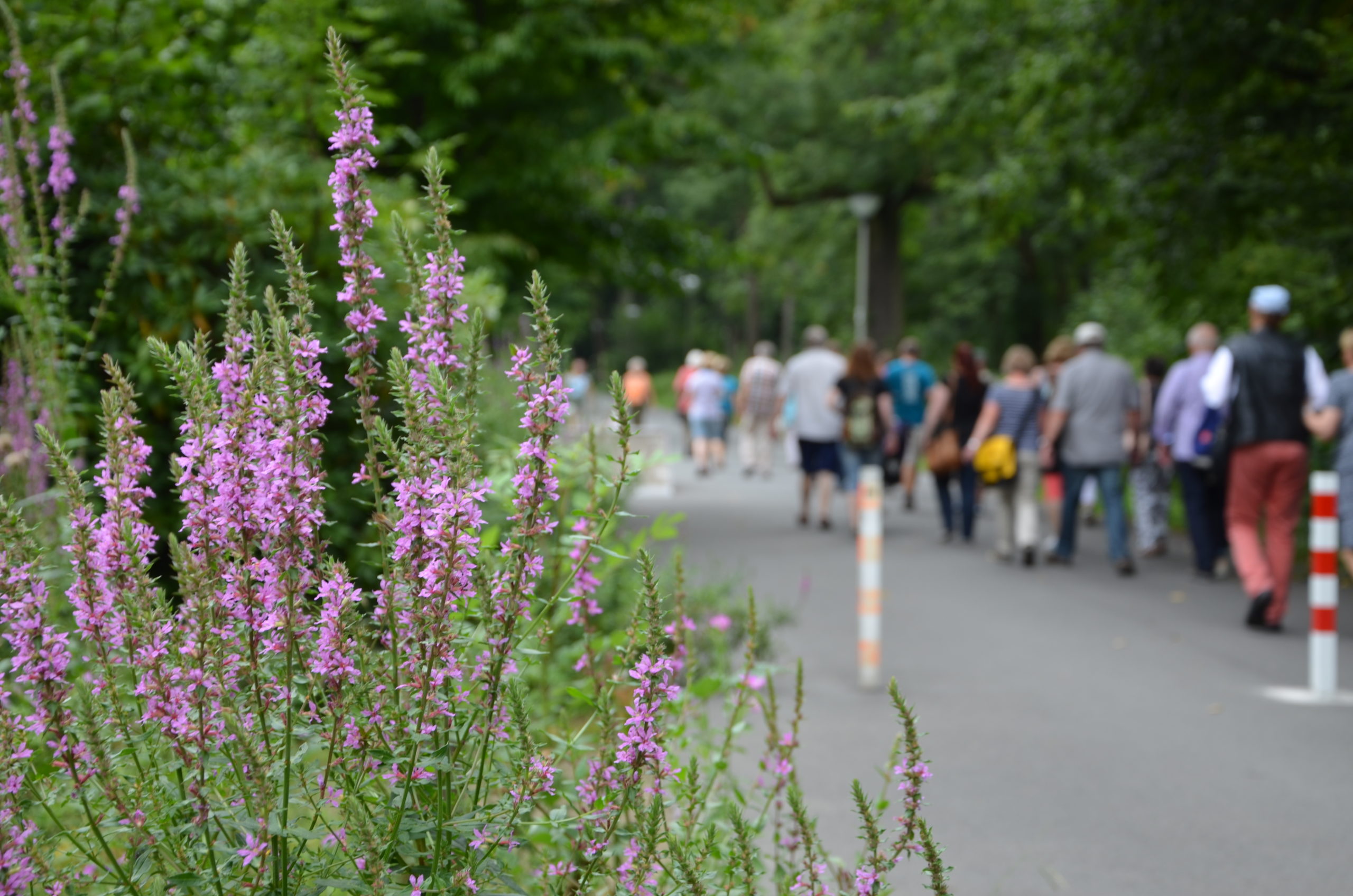 Nordwanderung Fredenbaumpark