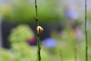 Schnecke_Brinkmann-Pytlik 4